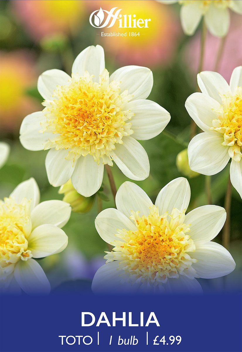 8718641997222 1 Dahlia Toto.jpg